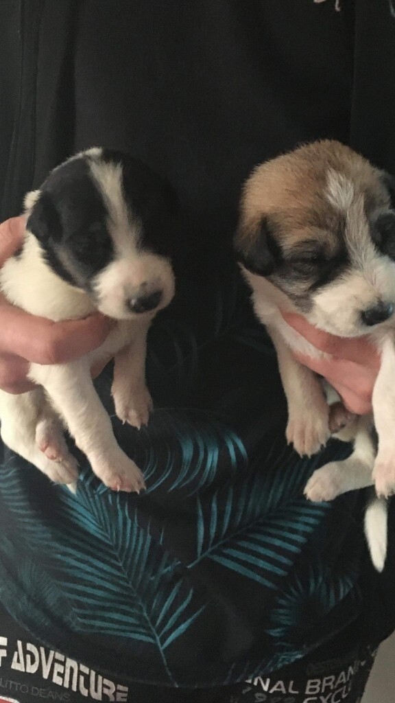 labrador lurcher cross puppies